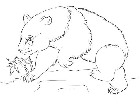 Panda Bear Coloring Page